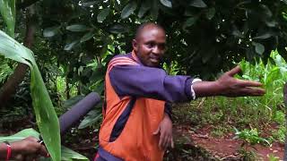 Gatanga Avocado farmer Peter Mburu Gathuu  Part one [upl. by Dyun]