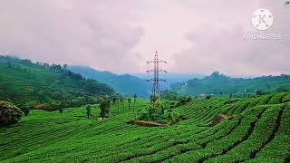 Beauty of Munnar Tea garden Trip to munnar  Beauty of kerala [upl. by Leith]