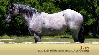 Jose Blue Roan PercheronQH X Gelding  All Around Trail Riding Fox Hunting [upl. by Yemrej]