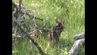 Newborn Fawn Keeping Up With Mom [upl. by Sedda]