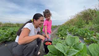 Panahon na para anihin ang mga strawberries sa bukid  Inday Roning family [upl. by Aisercal]