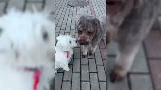 Westie meets some friends 🐶 🐕 [upl. by Olnee]