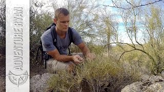 Foraging Medicinal Plants in the Desert Jojoba Brittlebush and Mormon Tea [upl. by Wagoner468]