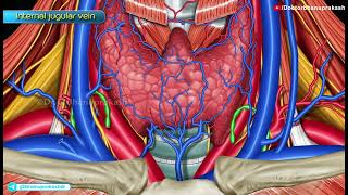 Internal Jugular Vein  Gross Anatomy Animation [upl. by Victorie890]