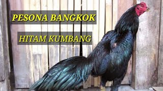 Ayam Bangkok Lar Kumbang [upl. by Ulrica]