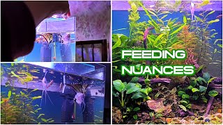 Feeding Nuances  Aquascapes  60 cm  Lone Wood  Shrimp Ecosystem [upl. by Kenimod]