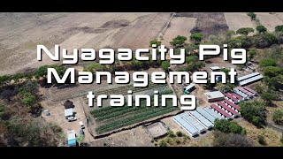 Why Nyagacity Pig Training [upl. by Zenobia]