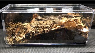 Isopod Display Enclosures on A Budget [upl. by Stag755]