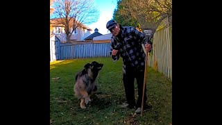 A Quick Yard Rake With A German Shepherd [upl. by Zandra]