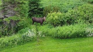 Drone Video Of a Moose in Barachois Quebec Canada [upl. by Acinok]