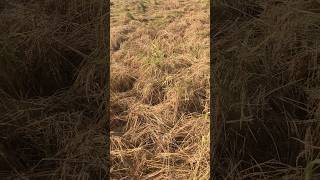 Pelli bana punjabisong punjabi music trending famousshorts jattfarming farmer song auto [upl. by Kooima993]