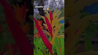 Heliconia flower plant 🏵 beautifulnaturescenerheliconia plants varieties Birds of paradise ♥️✨️ [upl. by Collimore895]