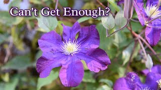 Keep Clematis Blooming Tips for Encouraging More Flowers [upl. by Ynnub80]