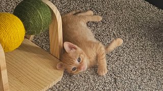 🔴 LIVE FEED 🔴 Watch these 5 newborn kittens grow up with their momma cat taking great care of them [upl. by Jane556]