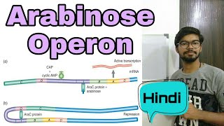 Arabinose operon in Hindi [upl. by Ayit]