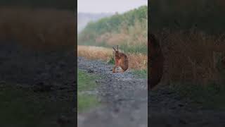 The European hare grooming Lepus europaeus wild rabbit shortvideo wildlife rabbit hare [upl. by Ijan195]