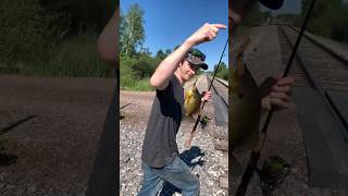 Finagling Bluegill for our own Benefit [upl. by Magnusson]