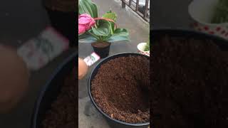 How to grow Medinilla flower pot [upl. by Coralyn98]