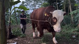 EDAN… SAPI JUMBO DEAL 135 JUTA‼️ MENUJU KANDANG SULTAN TEGAL🔥 [upl. by Ier]