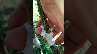 Lemon 🍋 grafting method technique gardenplantgrafting subs [upl. by Ewen]