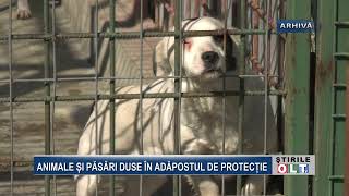 ANIMALE SI PASARI DUSE IN ADAPOSTUL DE PROTECTIE [upl. by Einahets]