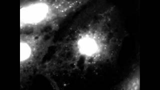 Depolarization and repolarization of in situ mitochondria [upl. by Gorton997]