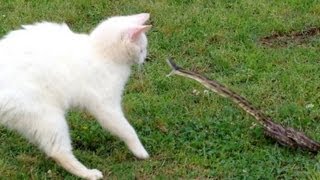 Snake vs Cat  Mossy Oak [upl. by Maidy]