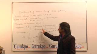 How does stimulus develop through Action Potential BSc MSc by Ms Anjali Kaushik [upl. by Narib]