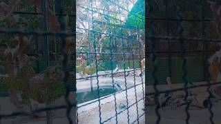 Birds  पक्षी 🥰☺️ birds asmr [upl. by Lebasile]