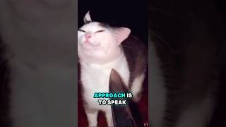 The Truth About Yelling at Cats Cats Facts Truth Pets [upl. by Admama]