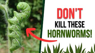 DONT Kill These Tomato Hornworms [upl. by Barde]