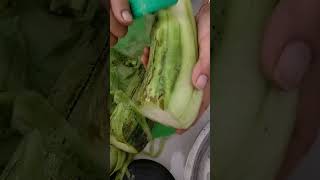 SATISFYING LOOFAH GOURD CUTTING shortsvideo fruitcutting [upl. by Braasch398]