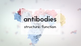 Therapeutic antibodies Part 1 structure amp function [upl. by Daggett]