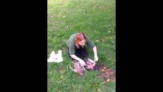 Simple Pheasant Cleaning Removing Breast Meat [upl. by Corney]