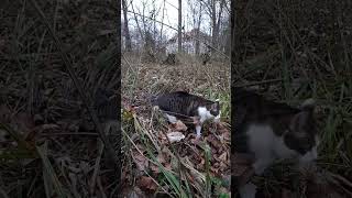 LuCa at the pond 3  LuCa am Teich 3 adventuresofluca luca cat watchcat alleliebenluca [upl. by Hadleigh369]