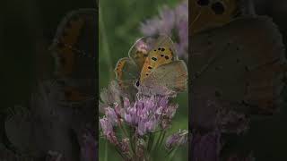 motyl czerwończyk żarek  Lycaena phlaeas Small copper butterfly  butterflies motyle [upl. by Mahan308]