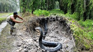 KEMUNCULAN SOSOK JELMAAN ULAR KING COBRA HITAM KALIMANTAN  RESCUE  ULAR  MANDA PETUALANG [upl. by Genia]