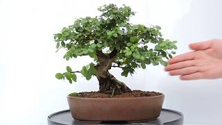 Vídeo 360º Bonsai Ciruelo dulce Chino Sageretia theezans SGT04 [upl. by Niloc248]