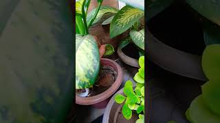 Dieffenbachia plant seeds 😀 viral short 🙏 [upl. by Bound]