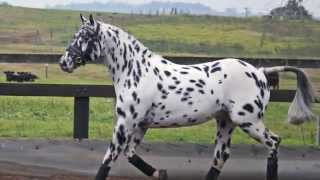 Knabstrupper  Sportaloosa stallion at stud  Loris Flashpoint Af Lyn at Cayuse Sportaloosas [upl. by Carney]