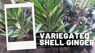 How To Propagate Variegated Shell Ginger Plant [upl. by Haggar]