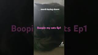 Booping my cats ep1 [upl. by Sessylu]