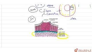 closing layer of lenticels show deposition of [upl. by Decamp]