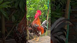 funny chicken sounds  most beautiful roosters  real rooster crowing  hen crowing sound [upl. by Eniluqcaj]