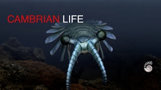 Cambrian Life the Explosion [upl. by Birkle]