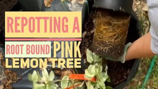 Repotting Pink Lemon Tree what is a Lacewing Fly zone 9 a gardening south Texas gardening [upl. by Adnar]