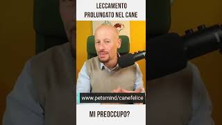 Leccamento Prolungato nel cane mi preoccupo [upl. by Fulmer]