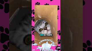 LOS GATOS Y LAS CAJAS 📦 gatos gatitostiernos cat [upl. by Aled]