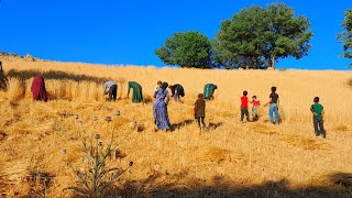 Family Farming and Tradition A Nomadic Familys Wheat Harvest [upl. by Tahpos]