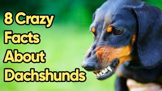 8 Crazy Facts About Dachshunds You Need To Know [upl. by Picker143]